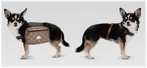 gucci-dog-backpack